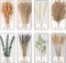 Boho Dried Flower Bouquet – Pampas Grass Bouquet with Lavender, Eucalyptus, Wheat & Bunny Tail – Rustic Dried Floral Arrangement for Olive Green Decor, Farmhouse Flowers, and Wedding Centerpieces